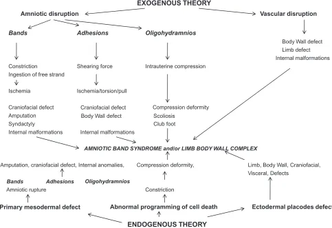 Figure 6 Pathways of Limb Body Wall Complex/Amniotic Band Syndrome arising from different primary events (modified model of Luebke and colleagues19).
