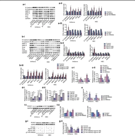 Fig. 5 HMGA2 is a functional target of miR-302a-5p/367-3p in regulating EMT. a Western blot analysis of the expression of EMT-related proteinsincluding E-cadherin, N-cadherin, MMP-2, MMP-9, Snail and Slug in response to HMGA2 in Ishikawa and HEC-1A cell li