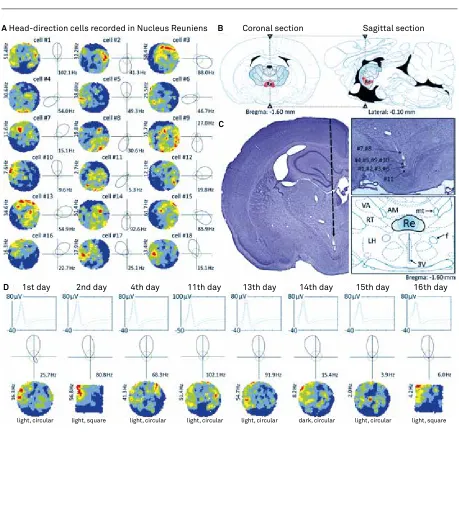 Fig 1. Head direction cells recorded in the nucleus reuniens.(A) 18 representative head direction (HD) cells in nucleus reuniens (NRe); (B) NRe location on a coronal (left) and corresponding sagittal (right) rat brain section (adapted from Paxinos and Wats