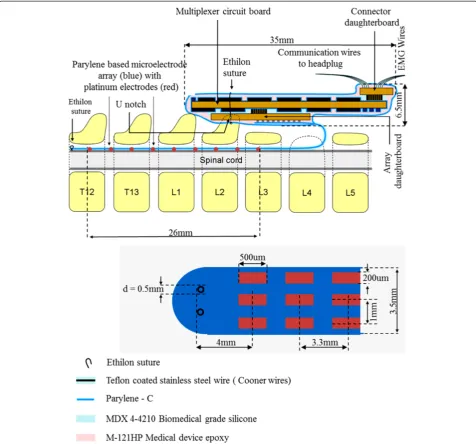 Figure 1 Experimental design for the parylene-based multi-electrode array. Parylene based electrode array with multiplexer control and itsposition and layout with respect to the spinal cord when implanted in the rat