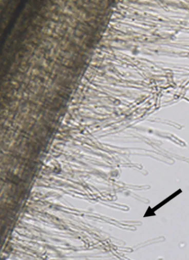 FIGURE 1 | Root hair cells (black arrow pointing at one of the root hair cells) are single tubular root cells