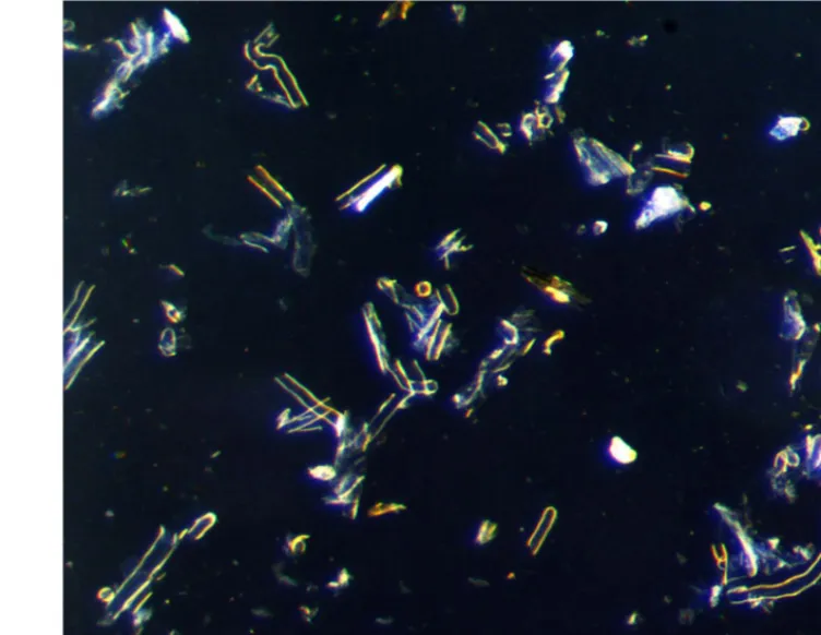 FIGURE 3 | Isolated root hairs in light microscope. Bar = 100 μm.
