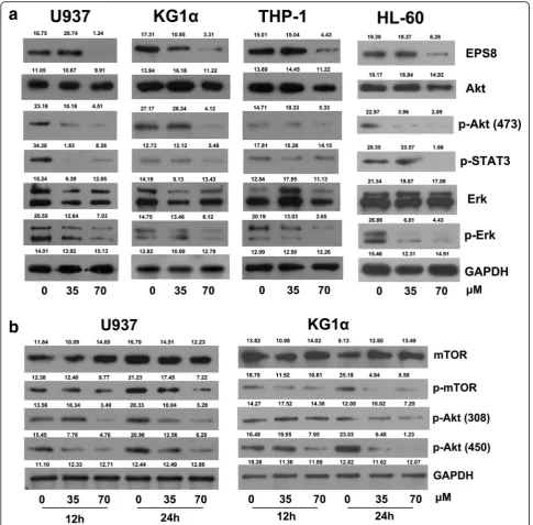 Fig. 6 The inhibitory effects of CP-EPS8-NLS on EPS8 associated signaling. a U937, KG1α, HL-60 and TF1α cells were treated with increasingconcentrations of CP-EPS8-NLS for 12 h, and analyzed by western blot to determine EPS8, Akt, p-Akt (473), p-STAT3, Erk