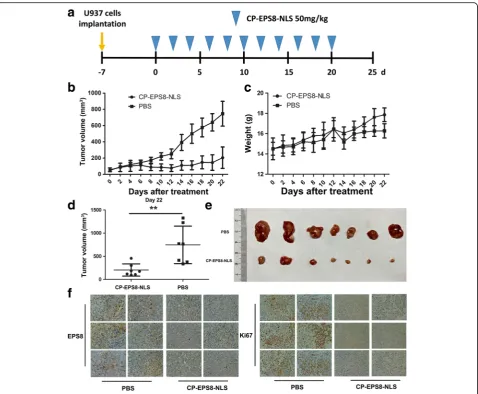 Fig. 7 Antitumor activity of CP-EPS8-NLS in a U937 xenograft model.mice after 22 days of treatment