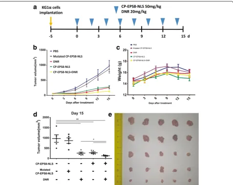 Fig. 8 Synergistic effect of CP-EPS8-NLS with chemotherapeutic agents in a KG1into the right flank of mice