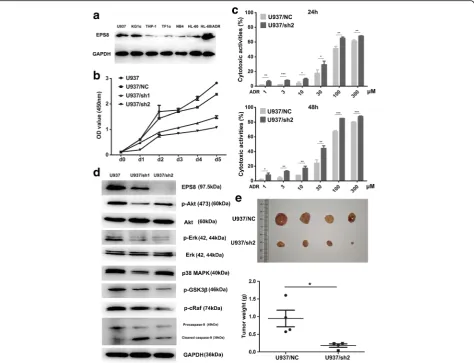 Fig. 2 The ability of EPS8 to influence the AML cells survival.48 h.MAPK, p-GSK35 × 10 a Western blot assay of EPS8 in six AML cell lines and an adriamycin-resistant AMLcell line
