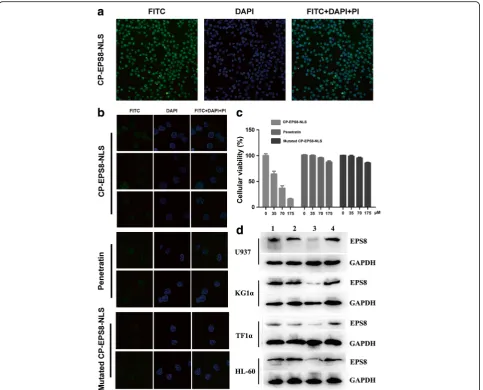 Fig. 4 Intracellular distribution of CP-EPS8-NLS in U937 cells. a U937 cells (2 × 105 cells per plate) were transduced with FITC-conjugated CP-EPS8-NLS(40 μM) in 1 mL of culture medium for 2 h and stained with PI and DAPI