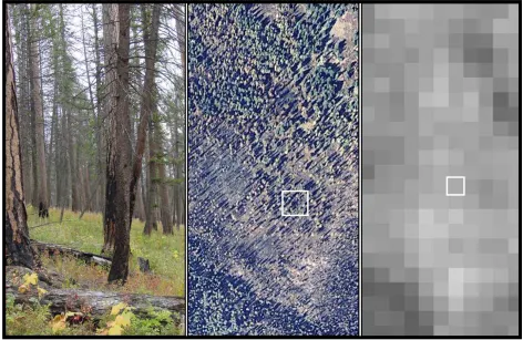 Figure 2.  Stepwise aggregation of fire effects occurs as spatial resolution decreases