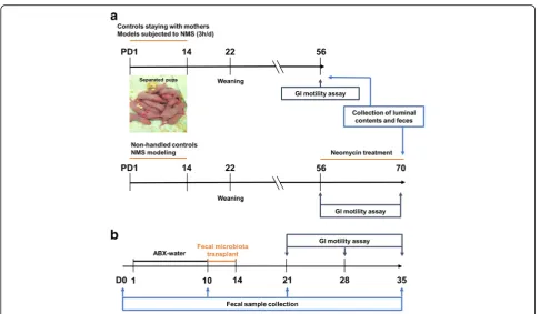 Fig. 1 The detail procedures for animal experiments in neonatal maternal separation (NMS) model (n = 8/group) and pseudo germ-free (GF)model (n = 6/group)