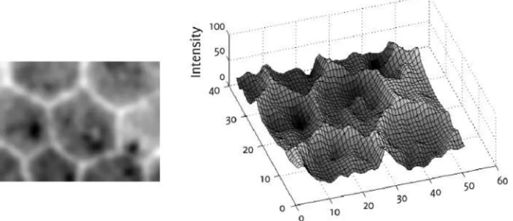 Figure 3: Endothelial cell image (left) and representation as geodesic land- land-scape (right).