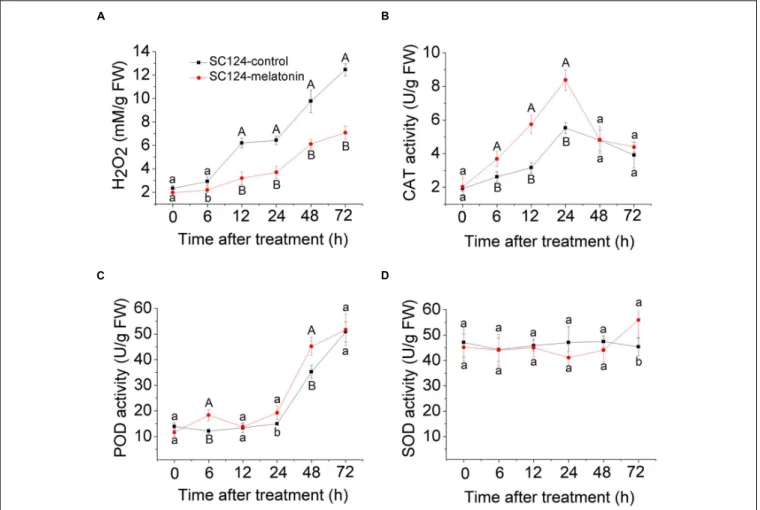 FIGURE 2 | Effect of melatonin on H 2 O 2 accumulation (A) and activities of CAT (B), POD (C), and SOD (D) during the PPD process in SC124 variety.