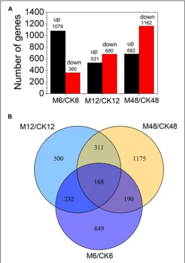 FIGURE 3 | Distribution of differentially expressed genes at different storage stages after melatonin treatment
