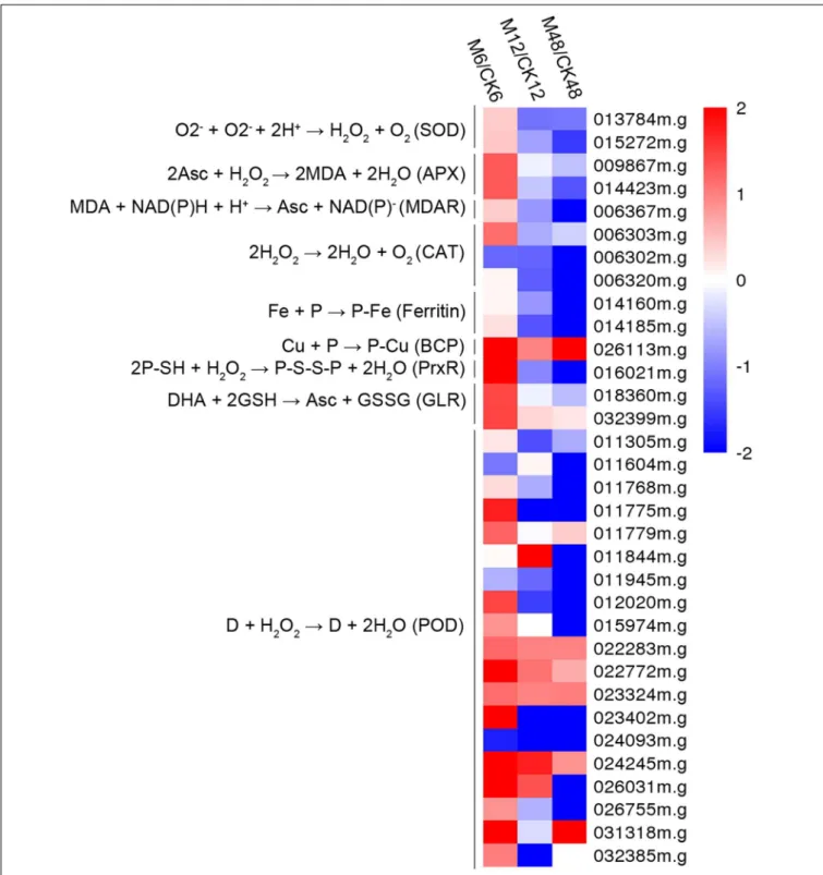 FIGURE 4 | Effects of melatonin on the expression of genes encoding antioxidant enzymes