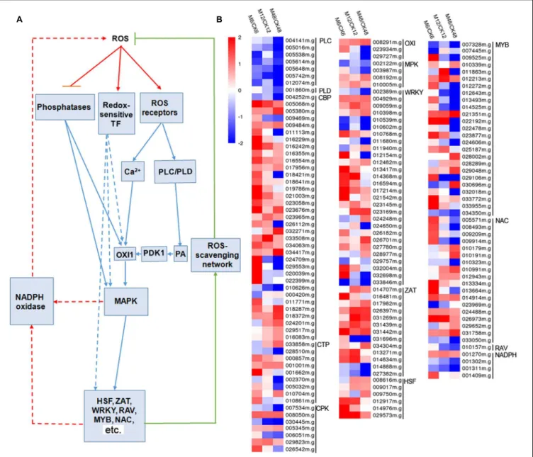 FIGURE 5 | Effects of melatonin on the expression of genes involved in the ROS signaling network
