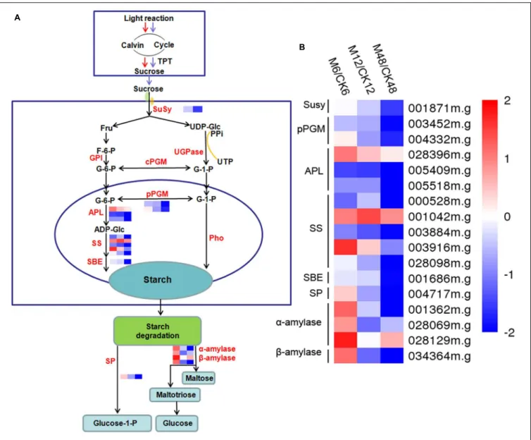 FIGURE 6 | Effects of melatonin on the expression of genes associated with the starch metabolism pathway