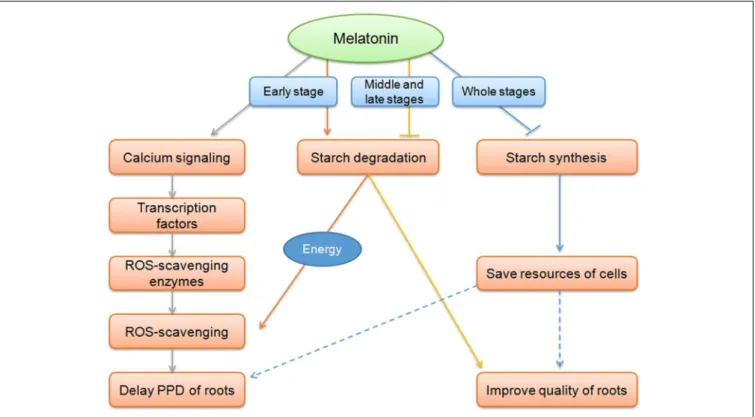 FIGURE 7 | Overview of melatonin action on the delay of PPD of cassava tuberous roots