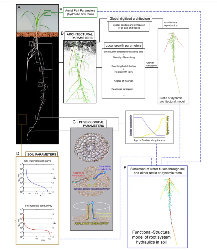 FIGURE 1 | Parameters acquisition for root hydraulics models. The generation of root hydraulics models requires several set of parameters which are often model-specific