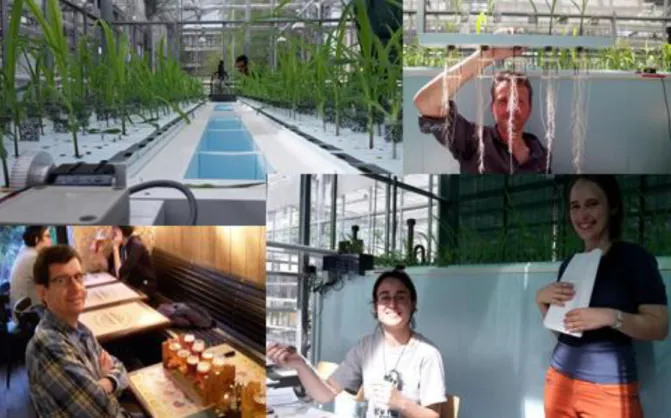 Figure  S1  Presentation  of  the  aeroponic  platform  and UCL  people. Topleft:  Benjamin  Lobet,  UCL  PhD  student,  supervising  one  of  the  two  aeroponic  vats  with  a  capacity  for  growing  500  plants  each  one