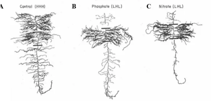 Figure I-3 Illustration of root environmental plasticity. (A) Control plants of barley (HHH) received a  high  nutrient  solution  to  all  parts  of  the  root  system