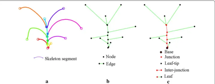 Fig. 6  Plant architecture determination: a plant skeleton with each leaf marked with different colors; b graphical representation of the plant with  nodes and edges; and c plant body-part labeling