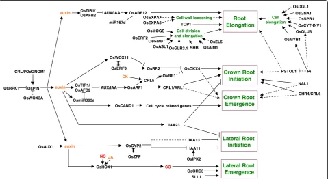 Fig. 1 The molecular regulatory mechanisms of root development in rice. Arrows represent positive regulatory actions