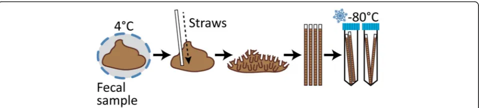 Fig. 1 Fecal Aliquot Straw Technique (FAST). Stool samples arrived at 4 °C within 48 h of collection without evidence of freezing