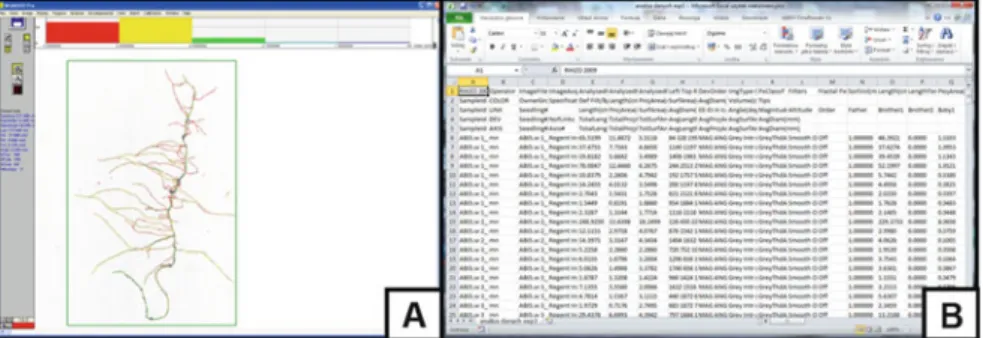 Fig. 10.5 Data analysis of root images using the WinRHIZO system. Image Area of the scanned root displayed in WinRHIZO software (a) and an MS Excel spreadsheet (b) after importing the .txt file with the measurement data