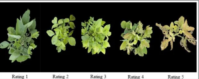 Figure 2. Iron Deficiency Chlorosis severity description using a field visual  rating scale of 1 – 5