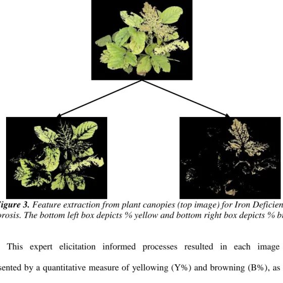 Figure 3. Feature extraction from plant canopies (top image) for Iron Deficiency  Chlorosis