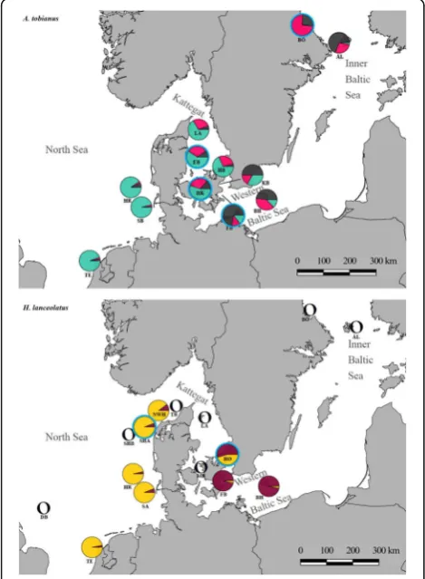 Fig. 1 Sampling sites for A. tobianus (above) and H. lanceolatus(below). Pie charts represent genetic ancestry proportions persampling site as estimated in ADMIXTURE v.1.3.0 for K = 3 (A