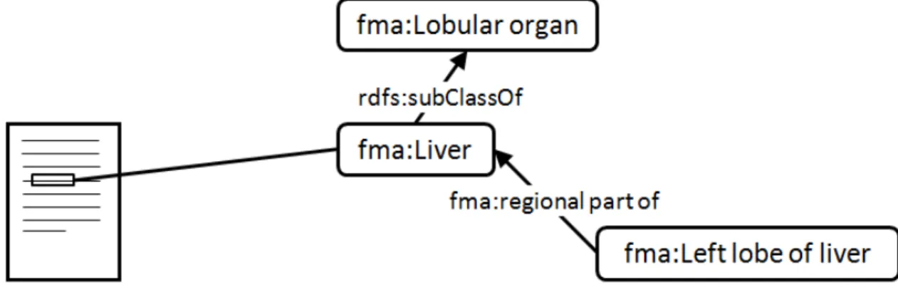 Figure 2.4.: A semantic annotation of an unstructured text with the FMA class for liver.