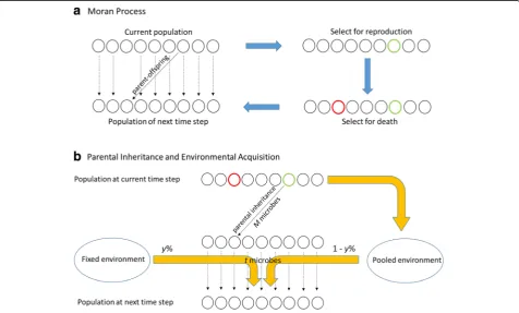 Fig. 1 Microbiome parental inheritance and environmental acquisition under Moran process