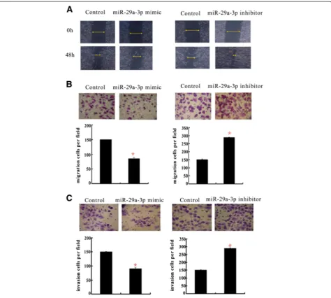 Figure 3 The effect of miR-29a-3p on GC cell migration and invasion. (A) Wound healing assays on the confluent layers of miR-29a-3pmimics-transfected BGC-823 cells (left) and miR-29a-3p inhibitor-transfected BCG-823 cells (right)