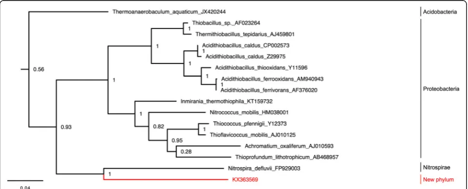 Fig. 3 Novel candidate phylum position in a 16S rDNA maximum likelihood tree. The candidate phylum is represented in red