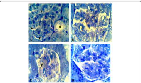 Fig. 3 Photomicrographs of a semithin section in the kidney tissues a A section in control group showing a healthy look of the glomerulus (g),distal tubules (d), and part of a proximal tubule (p), a typically tinny parietal layer of the Bowman’s capsule (a