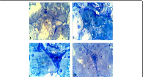Fig. 4 Photomicrographs of semithin sections of rat kidney tissue. a–c Sections in CA group showing some degenerated epithelial cells of theproximal tubules with a high degree of cytoplasmic vacuolization (thin arrows), destructed of the apical brush borde