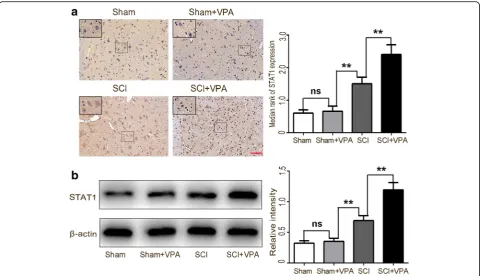 Fig. 6 VPA treatment elevates STAT1 expression in the lesioned spinal cord 7 days after SCI