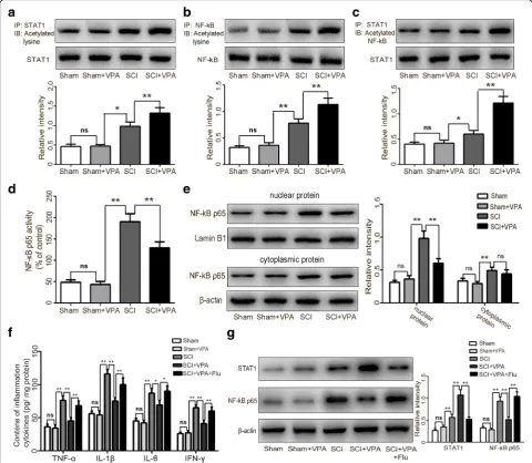 Fig. 7 VPA treatment suppressed the NF-κB pathway via elevating STAT1 expression in the lesioned spinal cord 7 days after SCI