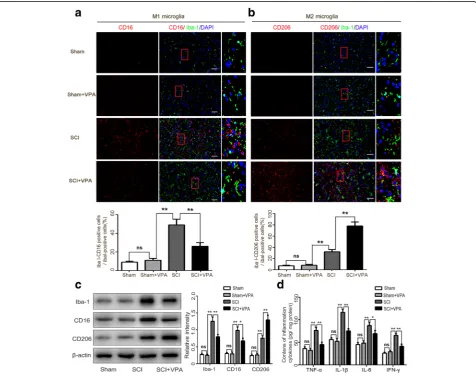 Fig. 3 VPA promotes microglia polarization toward M2 and alleviates microglia-mediated inflammatory response.Scale bars = 50immunohistochemical staining for the microglia (Iba1+) and the M1-associated marker (CD16+) or the M2-associated marker (CD206+)7 da