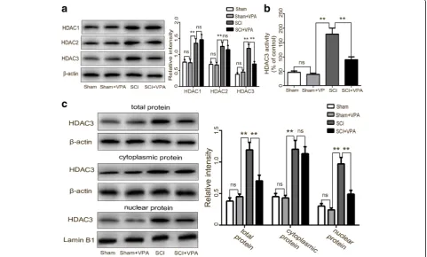 Fig. 4 VPA inhibits HDAC3 expression in the lesioned spinal cord.nuclei, and in total protein levels of the cells from the lesioned cortices increased after the SCI