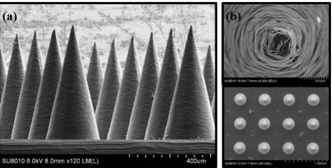 Figure 2. Scanning electronic imagines of PLA microneedles. (a) Side view. (b) Top view