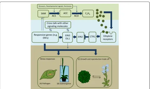 Fig. 1 Overview of the pathways linked to ethylene production (top panel), signal transduction (central panel), and response (bottom panel)