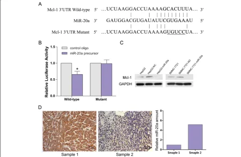 Figure 4 MiR-20a directly regulates Mcl-1 expression. (A) Wild-type and mutant of putative miR-20a target sequences of Mcl-1 30UTR
