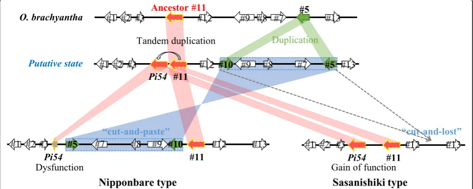 Fig. 7 Model of the evolution of the two types of Pi54 locus. In particular, the Pi54 allele in Sasanishiki has lost its function because of severalSNPs and small insertions and deletions