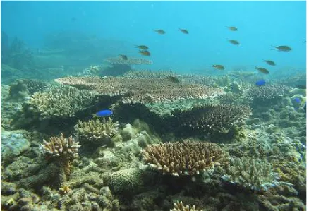 Figure 12. Optimal Vietnamese coral reef. 