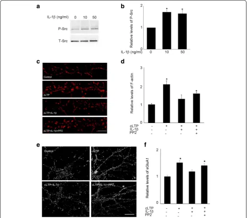Fig. 7 Src inhibitor PP2 attenuated IL-1in terms of control (*Representative fluorescence images show the expression of sGluA1 in unstimulated control cells and cells treated with cLTP in the presence or absence of IL-Quantification of the images shown in1