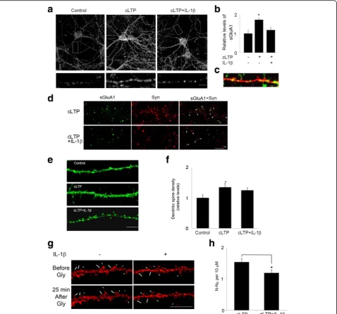 Fig. 1 IL-1stimulation. N number of dendritic protrusions per 10induces new spine formation (arrow) and preexisting spine growth (arrow head)