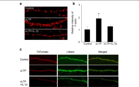 Fig. 2 IL-15control (*β impaired cLTP-induced actin polymerization. a Cells were fixed following cLTP (30 min) and F-actin staining by phallodin