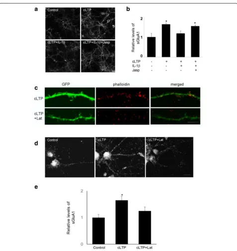 Fig. 3 The effect of IL-1unstimulated control cells and cells treated with cLTP in the presence or absence of IL-1the images shown inwith GFP were stained by phallodin.β on cLTP-induced GluA1 insertion was mediated by the regulation of actin dynamics
