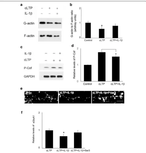 Fig. 5 IL-1cence images show the expression of sGluA1 measured by immunostaining in cells treated with cLTP in the presence or absence of IL-1out Ser3 peptide